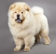 Chow Chow Dogs Breed - Information, Temperament, Size & Price | Pets4Homes