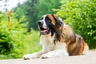 Moskevský strážní pes Dogs Informace - velikost, povaha, délka života & cena | iFauna
