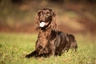 Duitse Staande Hond Langhaar Ras | Feiten & Karekter | Puppyplaats