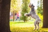Schnauzer Gigante Dogs Raza - Características, Fotos & Precio | MundoAnimalia