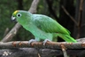 Amazoňan pomoučený Birds Plemeno / Druh: Povaha, Délka života & Cena | iFauna