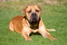 Boerboel Dogs Raza - Características, Fotos & Precio | MundoAnimalia