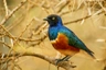 Leskoptev tříbarvá Birds Informace - velikost, povaha, délka života & cena | iFauna
