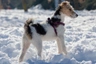 Fox Terriër Draadhaar Dogs Ras: Karakter, Levensduur & Prijs | Puppyplaats