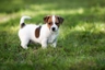 Jack Russel Terriër Dogs Ras: Karakter, Levensduur & Prijs | Puppyplaats
