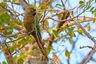 Amazónek šupinkový Birds Informace - velikost, povaha, délka života & cena | iFauna