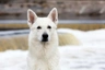 White Swiss Shepherd Dogs Breed | Facts, Information and Advice | Pets4Homes