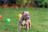 American Bully Dogs Breed - Information, Temperament, Size & Price | Pets4Homes
