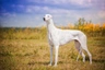 Greyhound Dogs Informace - velikost, povaha, délka života & cena | iFauna