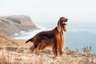 Setter Irlandés Rojo Dogs Raza - Características, Fotos & Precio | MundoAnimalia