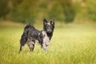 Mudi Dogs Informace - velikost, povaha, délka života & cena | iFauna