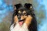 Shetland Sheepdog Dogs Breed | Facts, Information and Advice | Pets4Homes