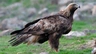 Orel skalní Birds Informace - velikost, povaha, délka života & cena | iFauna