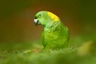 Amazoňan žlutokrký Birds Informace - velikost, povaha, délka života & cena | iFauna