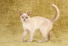 Burmese Cats Breed - Information, Temperament, Size & Price | Pets4Homes