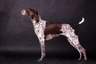 Německý krátkosrstý ohař Dogs Informace - velikost, povaha, délka života & cena | iFauna