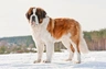 Saint Bernard Dogs Breed | Facts, Information and Advice | Pets4Homes