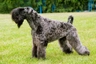 Kerry Blue Terriër Dogs Ras: Karakter, Levensduur & Prijs | Puppyplaats