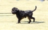 Affenpinscher Dogs Breed - Information, Temperament, Size & Price | Pets4Homes