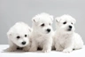 West Highland White Terriër Dogs Ras: Karakter, Levensduur & Prijs | Puppyplaats