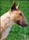 Bull terrier Dogs Razza | Carattere, Prezzo, Cuccioli, Cure e Consigli | AnnunciAnimali