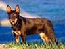 Australian Kelpie Dogs Ras: Karakter, Levensduur & Prijs | Puppyplaats