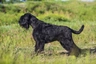 Knírač velký Dogs Informace - velikost, povaha, délka života & cena | iFauna