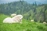 Podhalaňský ovčák Dogs Informace - velikost, povaha, délka života & cena | iFauna