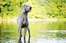 Weimaraner Dogs Breed - Information, Temperament, Size & Price | Pets4Homes
