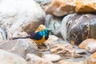 Leskoptev zlatoprsá Birds Informace - velikost, povaha, délka života & cena | iFauna
