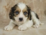 Cavachon Dogs Ras: Karakter, Levensduur & Prijs | Puppyplaats