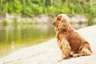 Cocker Spaniel Inglés Dogs Raza - Características, Fotos & Precio | MundoAnimalia