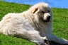 Perro de Montaña de los Pirineos Dogs Raza - Características, Fotos & Precio | MundoAnimalia