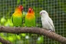 Agapornis Fišerův Birds Informace - velikost, povaha, délka života & cena | iFauna