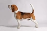 Bígl Dogs Informace - velikost, povaha, délka života & cena | iFauna