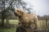 Norfolský teriér Dogs Informace - velikost, povaha, délka života & cena | iFauna