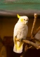 Kakadu žlutolící Birds Informace - velikost, povaha, délka života & cena | iFauna