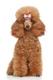 Pudl toy Dogs Informace - velikost, povaha, délka života & cena | iFauna