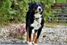 Appenzellský salašnický pes Dogs Plemeno / Druh: Povaha, Délka života & Cena | iFauna