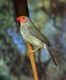 Astrild rákosní Birds Plemeno / Druh: Povaha, Délka života & Cena | iFauna