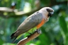 Papoušek červenobřichý Birds Informace - velikost, povaha, délka života & cena | iFauna