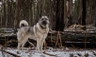 Norský losí pes Dogs Informace - velikost, povaha, délka života & cena | iFauna