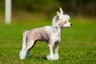 Chinese Crested Dogs Breed - Information, Temperament, Size & Price | Pets4Homes