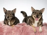 Vallhund Sueco Dogs Raza | Datos, Aspectos destacados y Consejos de compra | MundoAnimalia