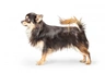 Čivava Dogs Informace - velikost, povaha, délka života & cena | iFauna