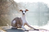 Whippet Dogs Ras: Karakter, Levensduur & Prijs | Puppyplaats