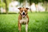 American Staffordshire-Terrier Dogs Raza - Características, Fotos & Precio | MundoAnimalia
