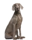 Weimarse Staande Hond korthaar Dogs Ras: Karakter, Levensduur & Prijs | Puppyplaats
