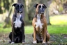 Německý boxer Dogs Plemeno / Druh: Povaha, Délka života & Cena | iFauna
