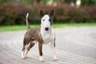 Miniaturní bulteriér Dogs Informace - velikost, povaha, délka života & cena | iFauna